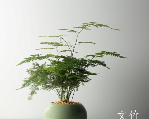 哪些植物适合做盆景？盆景植物的选择技巧是什么？