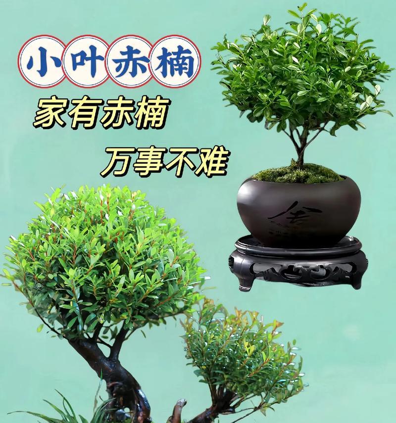 哪些植物适合做盆景？盆景植物的选择技巧是什么？