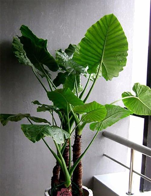 哪种盆景植物价值最高？