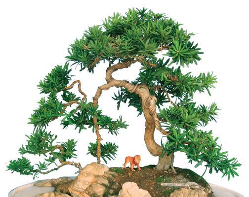 哪种盆景植物价值最高？