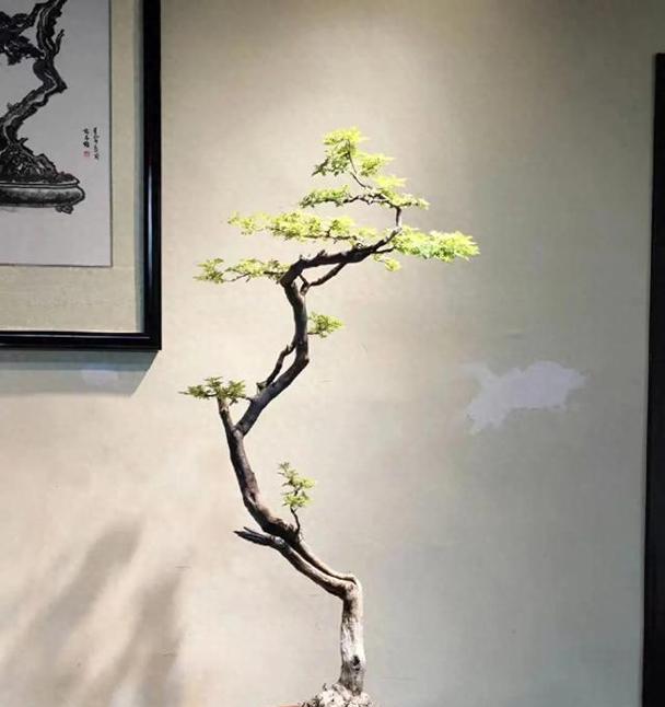 哪种盆景植物价值最高？