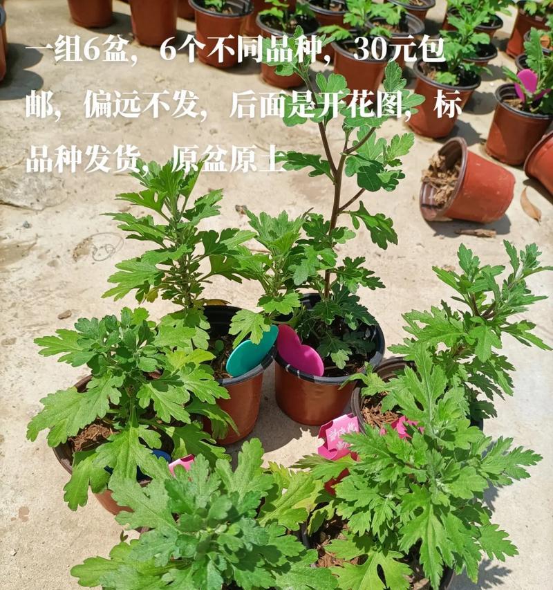 菊花小苗怎么养护？养护的正确步骤是什么？