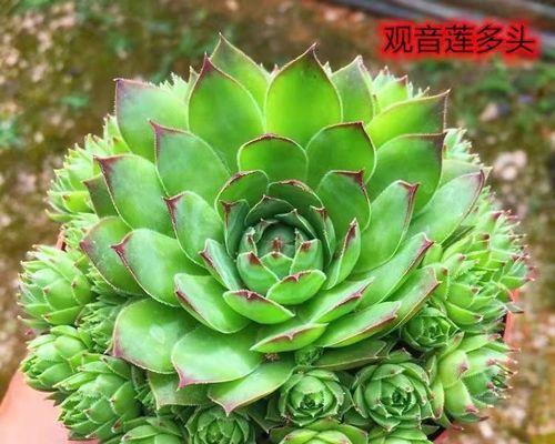 观音莲的养殖方法和常见问题解答？