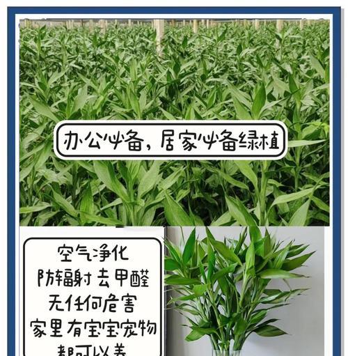 红叶富贵竹的养殖要点是什么？
