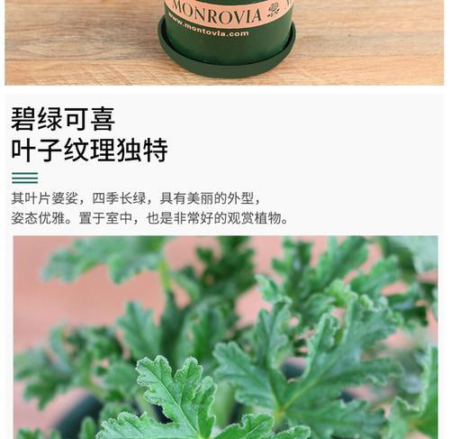 有哪些常见的驱蚊植物？哪些植物可以有效驱蚊？