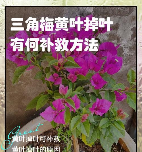 三角梅播种的正确方法是什么？
