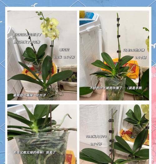 蝴蝶兰苗种植的正确步骤？