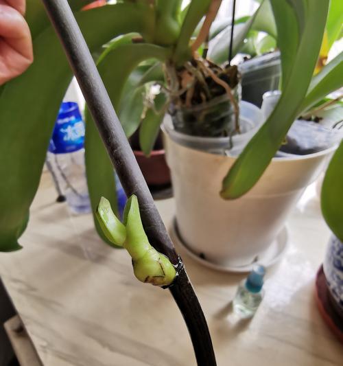 蝴蝶兰苗种植的正确步骤？