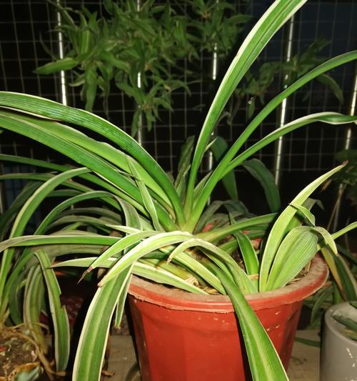 植物吊兰的养殖方法？怎样才能养出健康翠绿的吊兰？