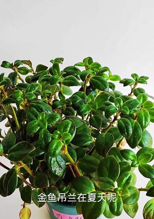 植物吊兰的养殖方法？怎样才能养出健康翠绿的吊兰？