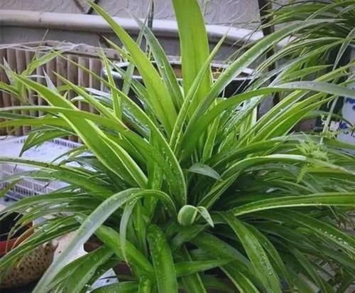 植物吊兰的养殖方法？怎样才能养出健康翠绿的吊兰？