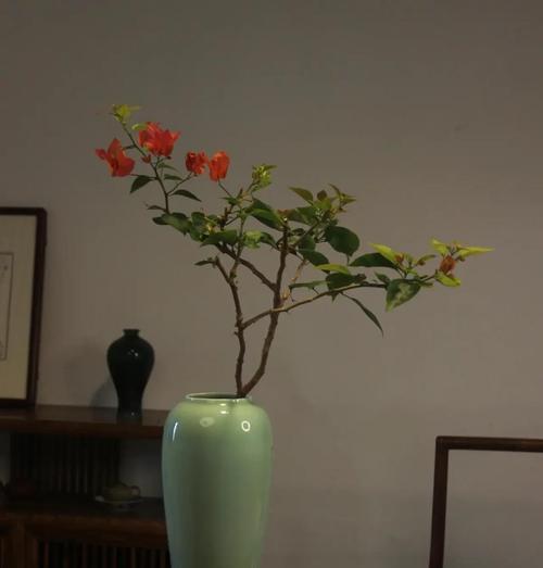 三角梅种植应该选择哪种花盆？