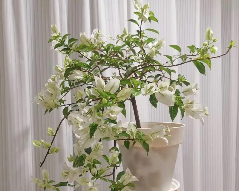 三角梅种植应该选择哪种花盆？