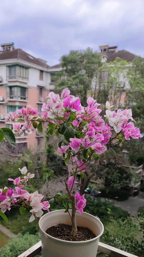 三角梅种植应该选择哪种花盆？