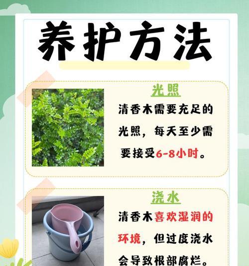 清香木的养护方法是什么？