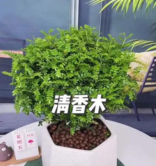 清香木的养护方法是什么？