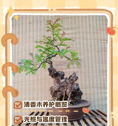 清香木的养护方法是什么？