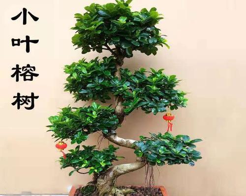 榕树盆景怎么做？初学者指南是什么？
