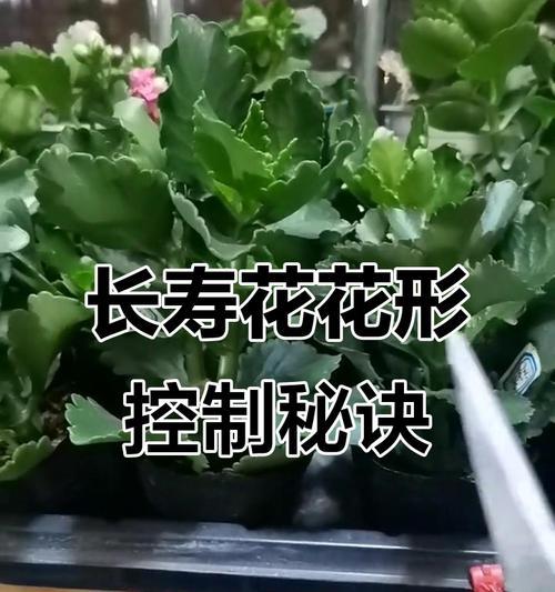 长寿花栽培技巧有哪些？