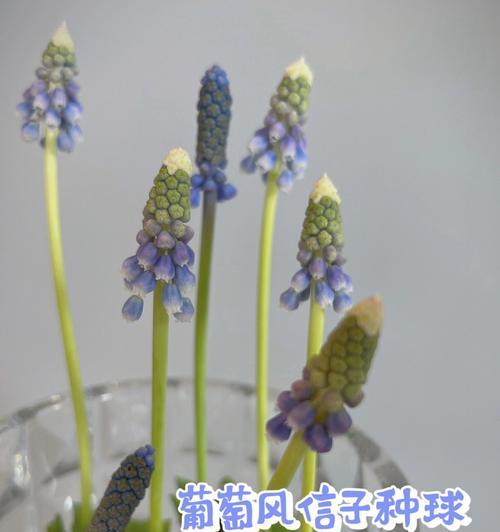 风信子水培方法是什么？水培风信子需要注意哪些事项？