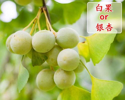银杏树品种有哪些？银杏树品种如何选择？