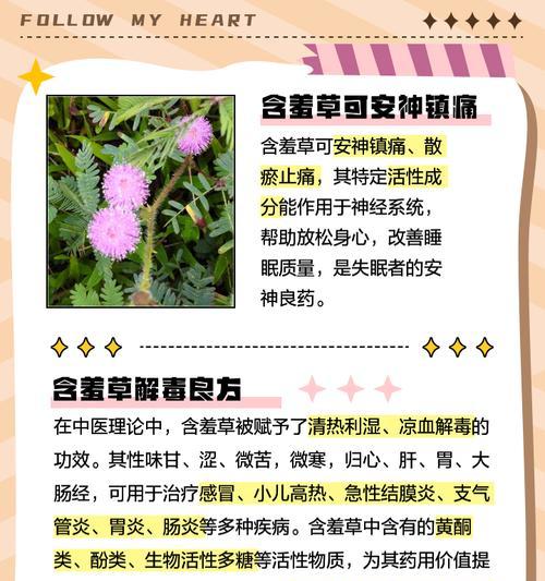 含羞草属于哪个植物分类？