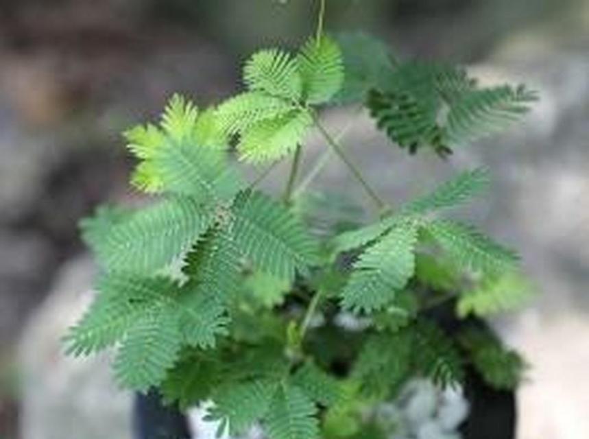 含羞草属于哪个植物分类？