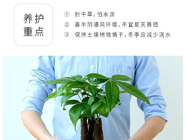 如何正确为发财树施肥？