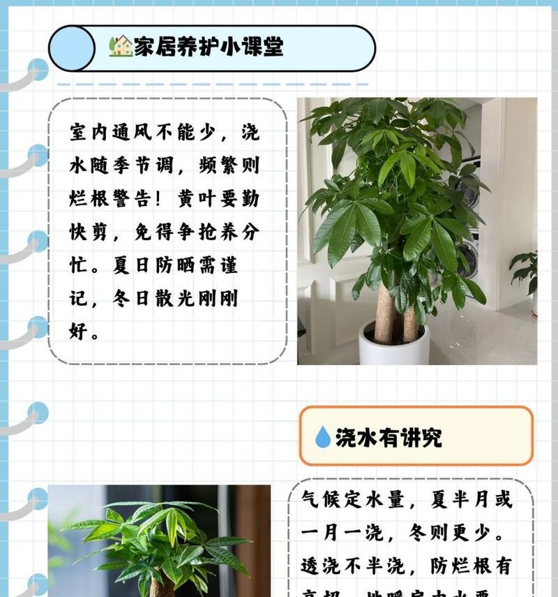 如何正确为发财树施肥？