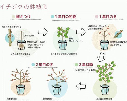 盆景制作的基本步骤和技巧有哪些？