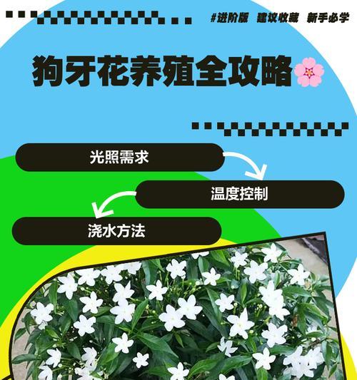 狗牙梅品种的特点是什么？狗牙梅品种的种植技巧是什么？