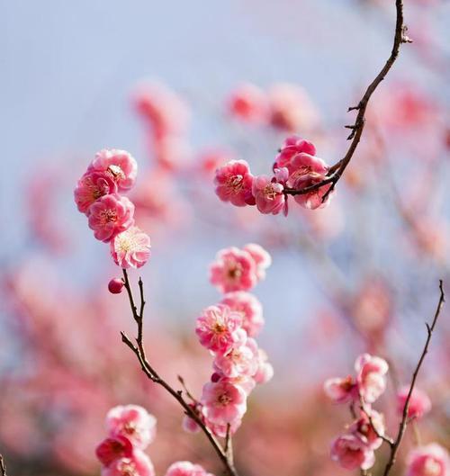 梅花有哪些品种？不同梅品种的花期是何时？