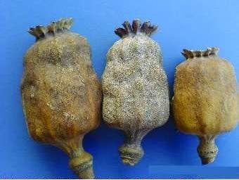 罂粟花提取方法有哪些？需要注意什么？