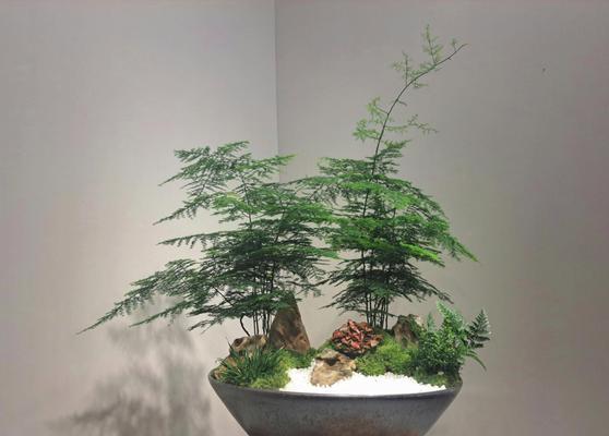 文竹造型的技巧有哪些？