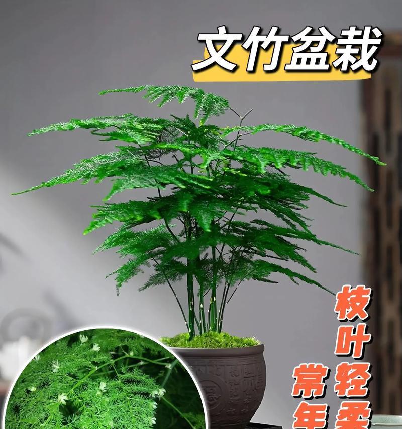 文竹造型的技巧有哪些？