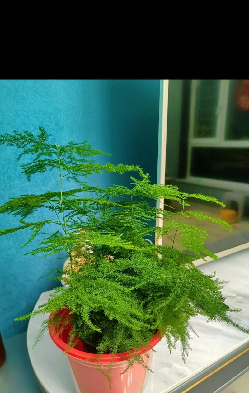 文竹造型的技巧有哪些？