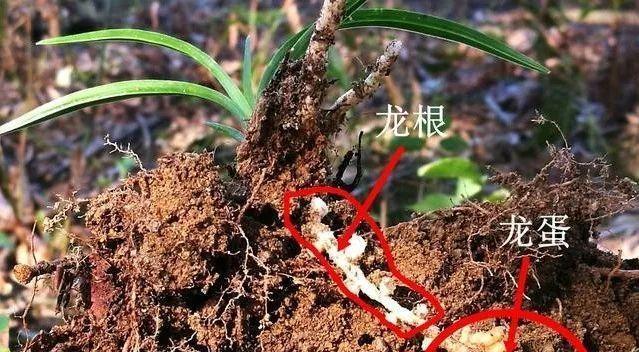 梅树种植的步骤和养护要点是什么？