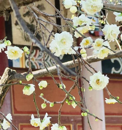 梅树种植的步骤和养护要点是什么？
