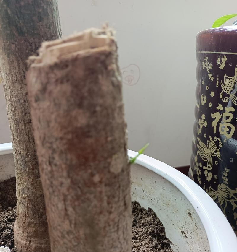 发财树根部腐烂的处理方法是什么？