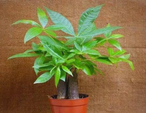 发财树树干腐烂怎么救？发财树树干腐烂的急救措施有哪些？