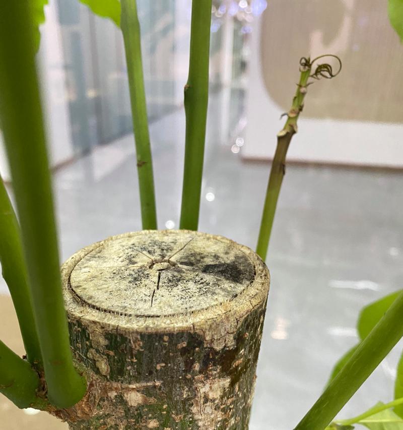 发财树树干腐烂怎么救？发财树树干腐烂的急救措施有哪些？