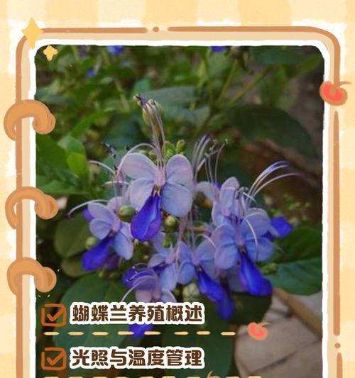 糊蝶兰花的养殖方法和注意事项？