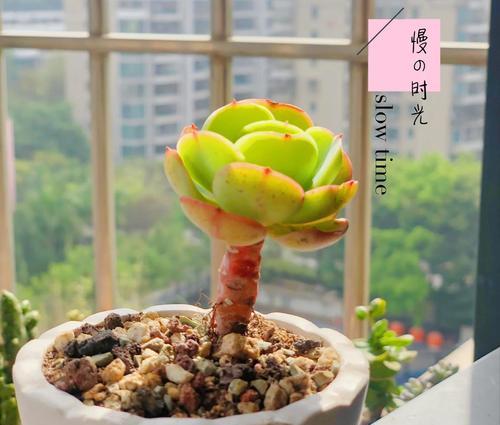 碧光环的养殖方法和生长环境要求是什么？