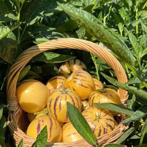 人参果花的颜色：它们的花是什么样的？