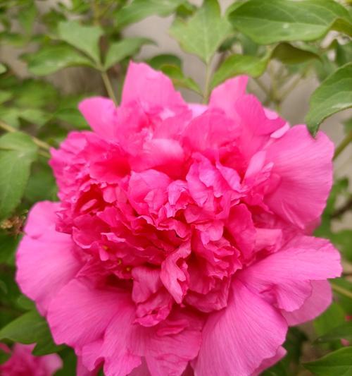 人参果花的颜色：它们的花是什么样的？