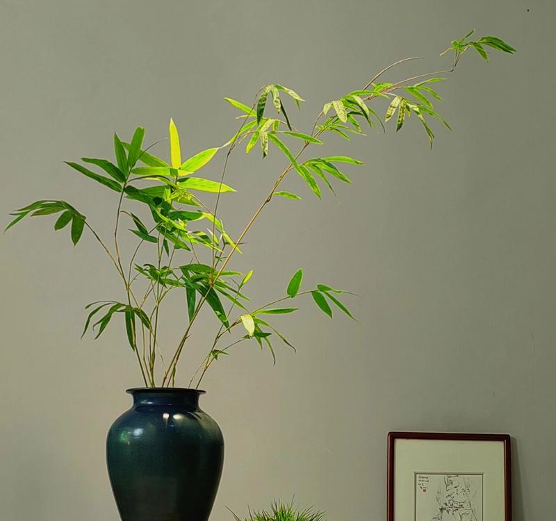 盆栽竹子品种有哪些？如何选择适合的盆栽竹子品种？