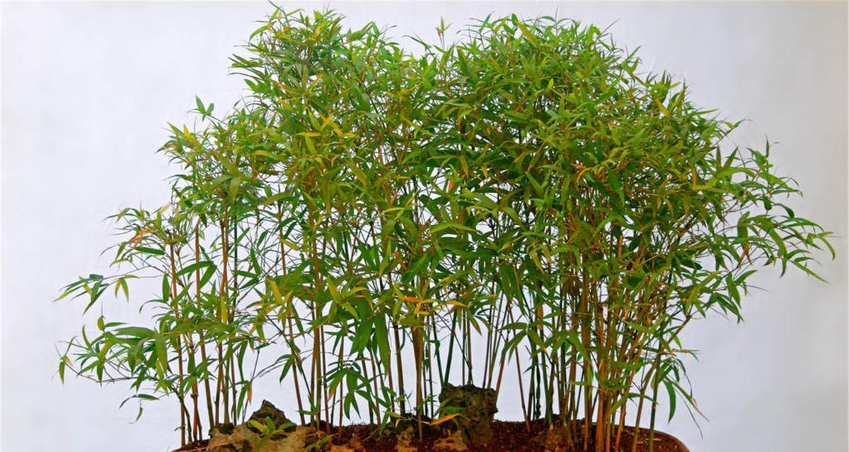 盆栽竹子品种有哪些？如何选择适合的盆栽竹子品种？