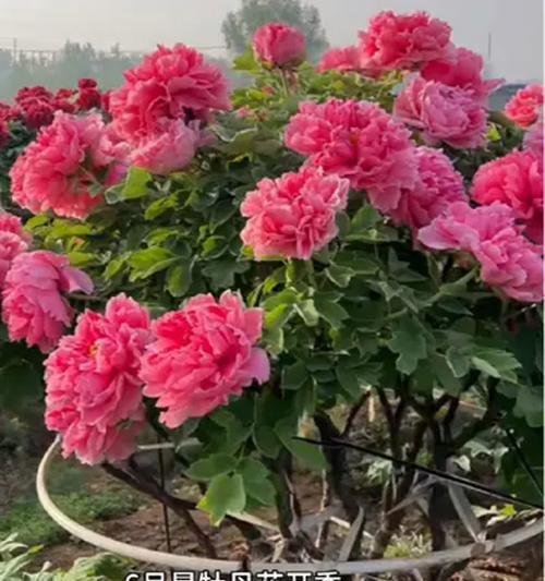 牡丹花施肥的最佳时机是什么时候？