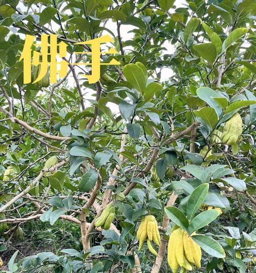 佛手柑的养殖方法是什么？如何使其果实香甜？