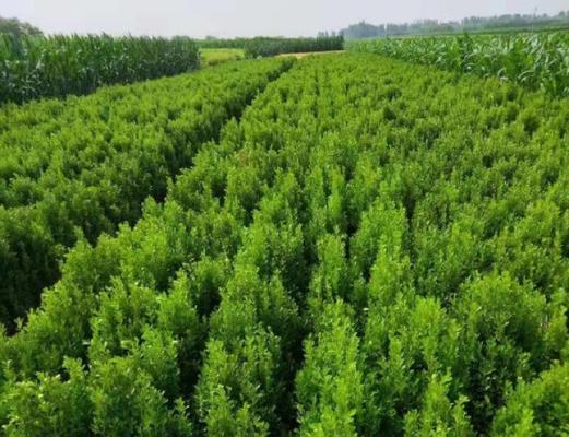绿化植物有哪些品种？绿化植物品种大全的选购技巧是什么？